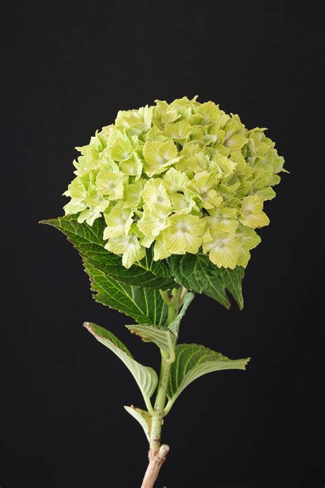 Creating Stunning Bouquets with Magical Rhapsody Hydrangea